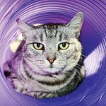 Pet of the Week